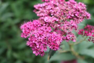 park kwiat krzew lato czas wolny