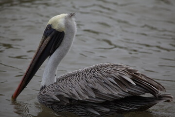 Galapagos Brown Pelican (Pelecanus occidentalis urinator) swimming in water Galapagos Islands