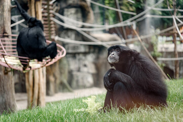 Sad black siamang monkey sitting on the grass in the zoo aviary, black gibbon siamang at the zoo