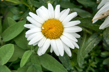 Fototapeta premium close up of a white flower with a yellow center margerite leucanthemum