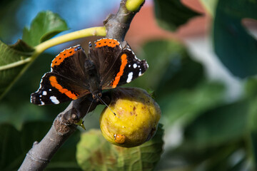Butterfly and Bubamara share fig fruit