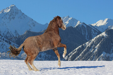 American curly horse performs classic winter school on the loose amid mountains
