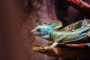 Green basilisk, or Jesus Christ lizard in the zoo terrarium
