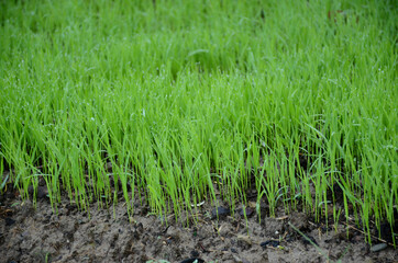 closeup the green ripe paddy plant soil heap and growing in the farm over out of focus green brown background.