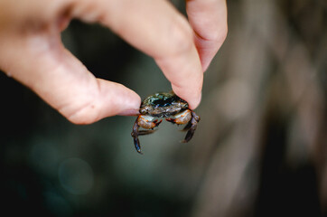 mangrove crab