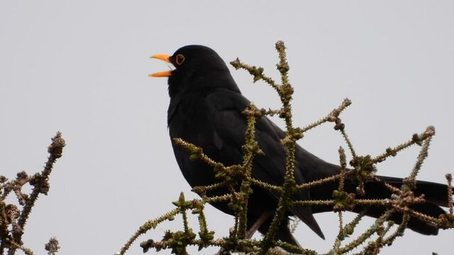 Amsel (Turdus merula)
