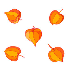 Physalis hand drawn doodle vector sketch isolated on white background, graphic decorative berry set, Organic healthy food ingredient, colorful illustration for restaurant menu, cosmetic