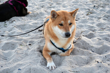 sesame shiba inu dog on the beach of the baltic sea