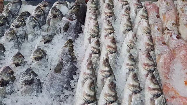 Assortment of fresh fish, including Seabass , Red Snapper and Sea Bream, displayed on ice in a UK fishmonger