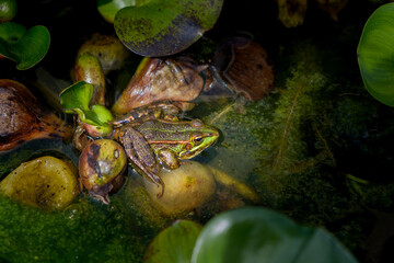 A frog on a water lily root in a pond