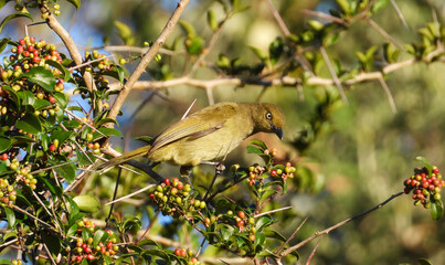 A sombre greenbul isolated in a shrub with berries