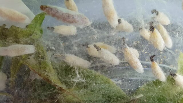 Zoom in on Ermine moth caterpillars in the pupa, cocoon, stage of their metamorphosis life cycle