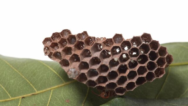 Close-up of a wasp nest with eggs and larvae
