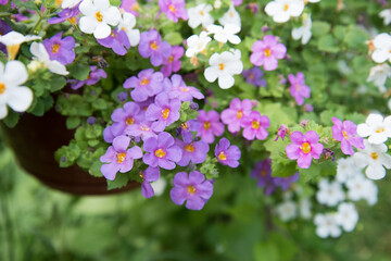 Cute little Bacopa flowers. Flowers close-up of lilac, pink and white