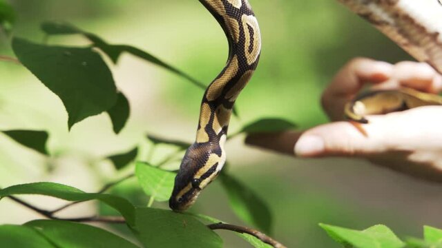 A boa constrictor on a tree among the foliage. Close-up of a man holding a snake in his hands. Slow motion, HD.