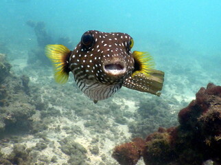 Costa Rica Pacific sea life