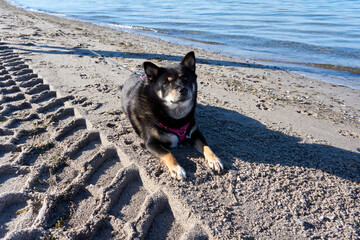 black and tan shiba inu dog relaxing on beach
