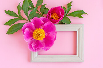 Mockup square white frame with pink peonies on a pink background.