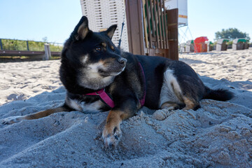 shiba inu dog chilling in the shade of a beach basket on the beach at the baltic sea