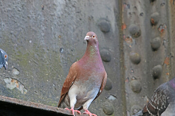 Pigeon perched on a steel bridge