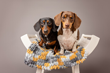studio portrait of two dachshunds