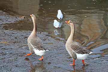 Geese on the River Teign