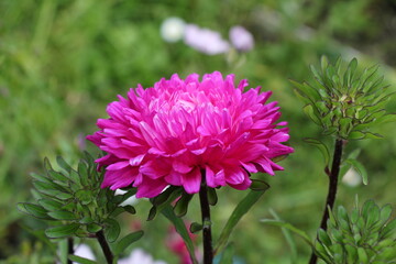 Obraz premium close up of a pink aster flower