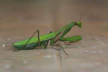 European Praying Mantis (Mantis religiosa) resting on a chapel floor