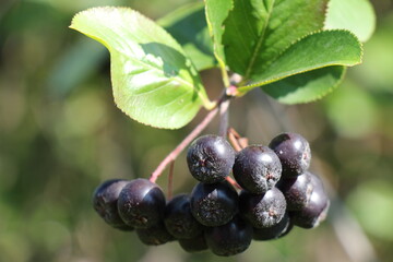 Chokeberry berries on the branch