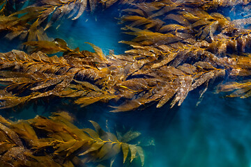 Kelp bed floating on ocean surface near pier