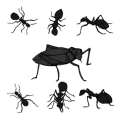 vector, isolated, set of insects