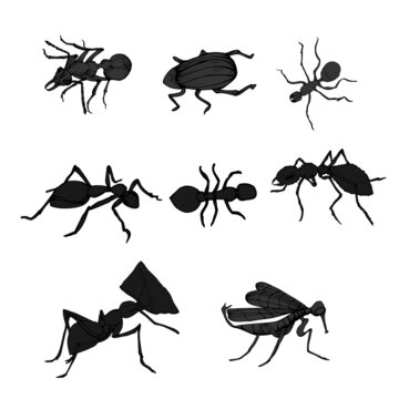 vector, isolated, set of insects