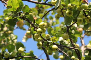 green apples on a branch