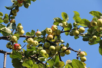 apples on a tree