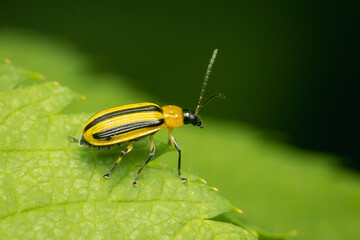 Striped Cucumber Beetle reste on a green leaf