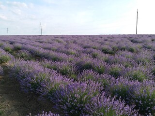 Lavender field. A field with lush purple bushes. Beautiful flowering.