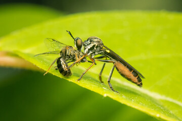 Robber fly feeding on its prey with blurred green background and copy space