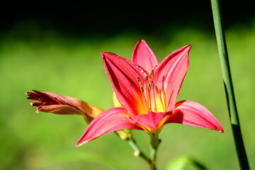One delicate dark red day lily or lilium flower in full bloom on a water surface in a summer garden, beautiful outdoor floral background photographed with soft focus.