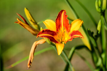 Fototapeta na wymiar Vivid yellow and red daylily, Lilium or Lily plant in a British cottage style garden in a sunny summer day, beautiful outdoor background photographed with soft focus.
