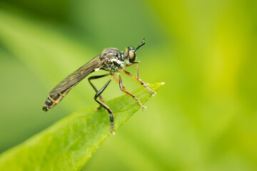 Assassin fly perched on a leaf looking for its next meal