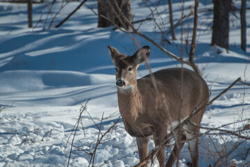 Whitetail  deer who is a doe in the woods during the winter looking for food.