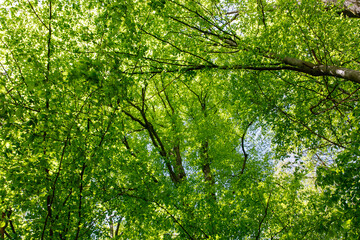 green leaves in the forest