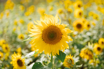Fototapeta premium Blossoming sunflower against the background of a sunflower field. Summer flowering time or autumn harvest concept