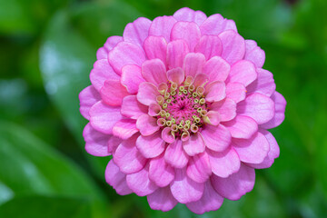 Looking straight down on a pink zinnia bloom