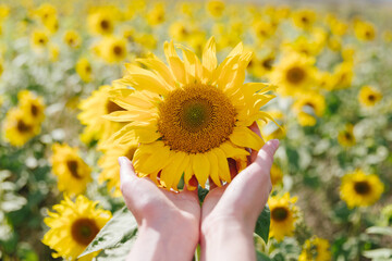 A young woman hand is holding a sunflower against the background of a sunflowers field. Concept of...