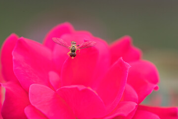 Macro image of a hover fly on red rose