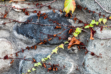 Texture of stones and a thin branch of a plant, background, close-up, shooting from above, close up, horizontal