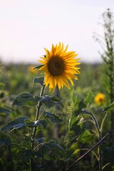 sunflower field in summer