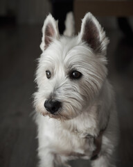 Portrait of the West Highland White Terrier. The dog is lay down on the floor. Ears upright and attentive eyes.