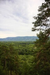 forest in the mountains
